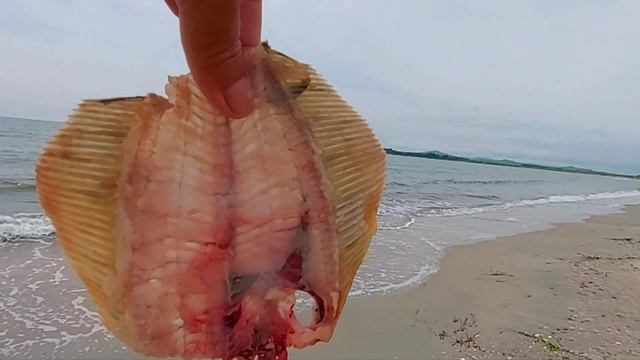 Когда японцы научили есть камбалу в сыром виде...