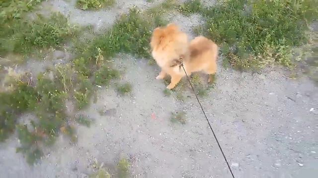 ✨Шпиц Пончик//Идём на прогулку✨ смотреть онлайн