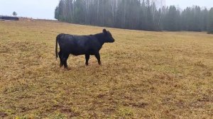 Допахали до ремонта МТЗ. Купили измельчитель веток. Пришли морозы, а мы разобрали печь в доме...