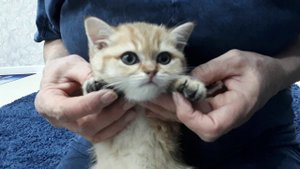 Британская Золотая Шиншилла
