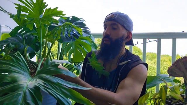 July Plant Favorites🪴😍 #love #plants #nature #plantcare #sun #water #fitness #yoga #new #energy смотреть онлайн