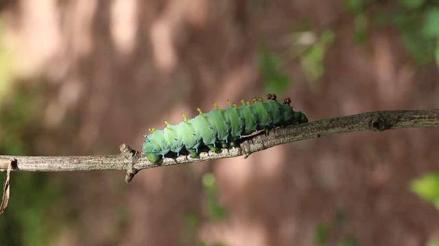 Cecropia Moth Caterpillar смотреть онлайн