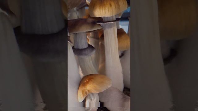 Psylocibe Cubensis "Amazonian"