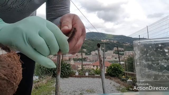 Бешамель как готовлю я плюс огородные дела