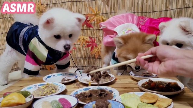 ASMR MUKBANG 추석음식 먹방 포메라니안 삼둥이 솜뭉치 다둥이 Pomeranian[포메라니안 키우기] смотреть онлайн