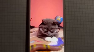 Для Лапки LIVE (видео с ютаба от kotyinet)