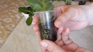 Разные способы размножения глоксинии результаты