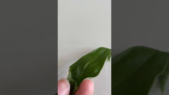 ASMR After pruning Anthurium Pallidiflorum смотреть онлайн