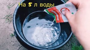 Хрущ. Как бороться. Личинка майского жука. Вредители клубники.