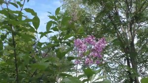 Дачные дела Как размножить растения