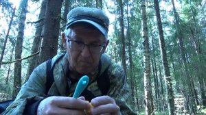 ГРИБЫ ЛИСИЧКИ .