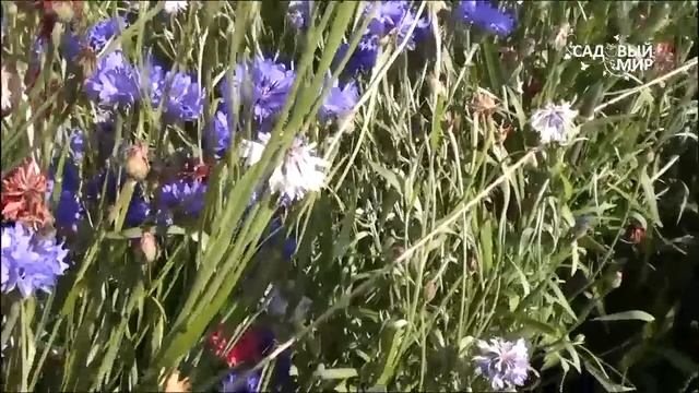 Самые неприхотливые цветы Васильки. Сайт "Садовый мир" смотреть онлайн