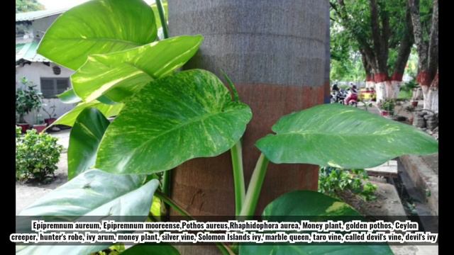 Money plant, golden pothos, Ceylon creeper, hunter's robe, ivy arum, silver vine, Solomon Islands i смотреть онлайн