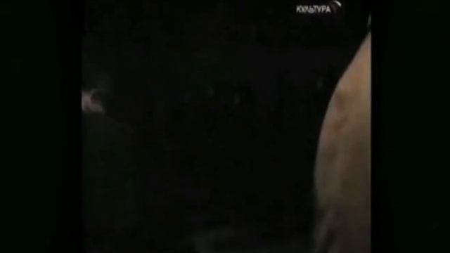 Высылка чеченцев и ингушей 1944 года смотреть онлайн