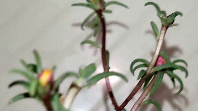 ПОРТУЛАК САДОВЫЙ  ОСЕНЬЮ ДОМА ПОСАДКА ЦВЕТЕНИЕ