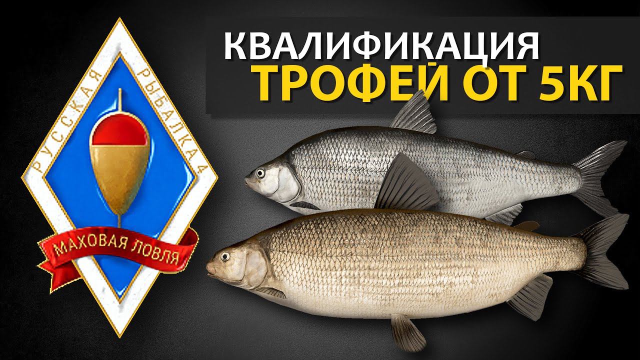 Русская Рыбалка 4 - Стрим. Трофей на мах от 5кг (Заказ челлендж от игрока Рекорд недели на бамбук) смотреть онлайн