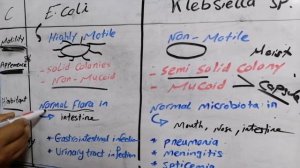 Difference between E coli and Klebsiella 🧫 (lactose fermentor enterobacteriaece) 🔬