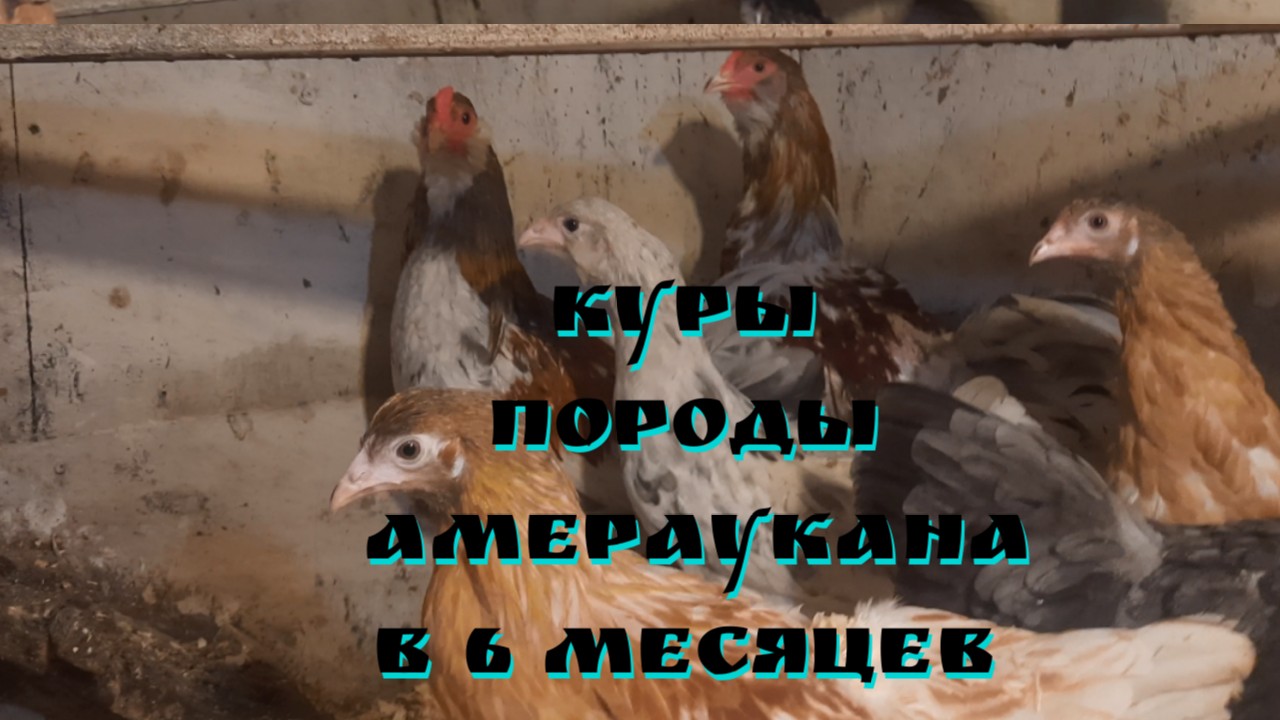 Курочкам Амераукана 6 месяцев. Первое яйцо.
