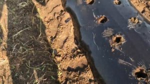 КАК ПРАВИЛЬНО ВЫСАЖИВАТЬ КАССЕТНУЮ РАССАДУ КЛУБНИКИ