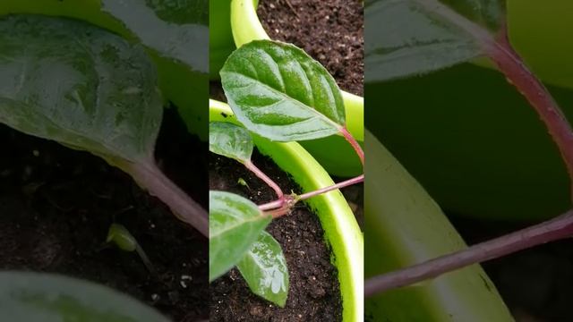 Паутинный клещ на комнатных цветах смотреть онлайн