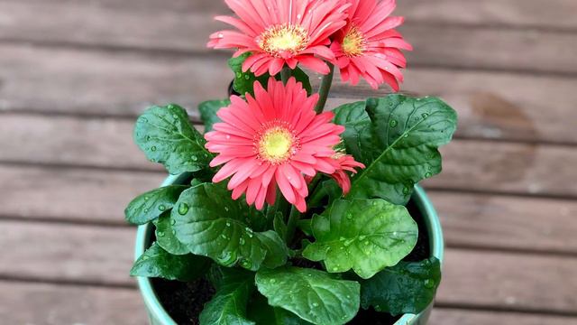 12 Blühende Zimmerpflanzen für das Wohnzimmer смотреть онлайн