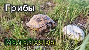 Малайсары  | Грибы и черепахи | 11 апреля 2024