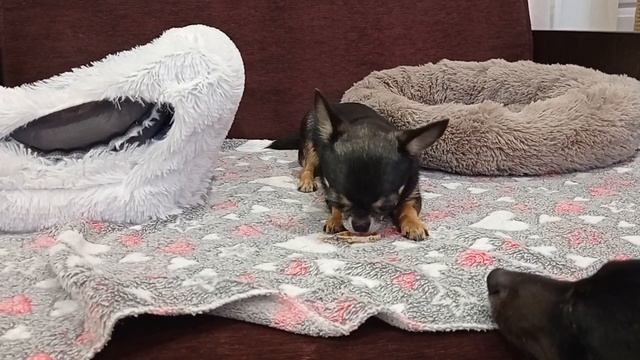 Что кушает чихуахуа Зайка. Что лучше? Почему не кормлю натуралкой. смотреть онлайн