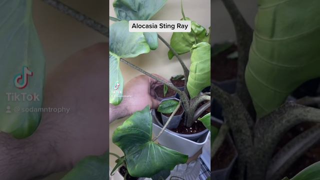 Alocasia Sting Ray and Melo. #houseplants #tropicalplants #plants #corms #alocasia #plantparent