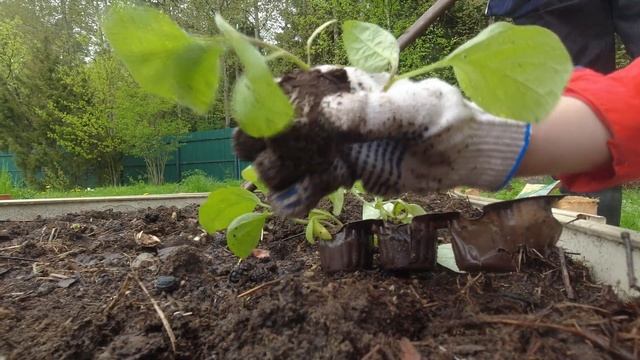 посадка рассады капусты, сеем семена тыквы, кабачков (снято на dji osmo action ) видео в 4к смотреть онлайн