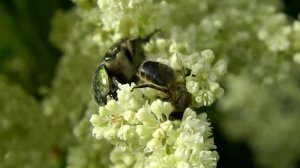 BEE AND ROSE CHAFER NIKON COOLPIX L120 MACRO / ROŽVABOLE UN BITE UZ RABARBERA