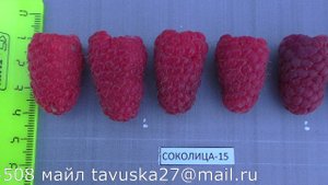 Соколица среднеспелый сорт малины летней