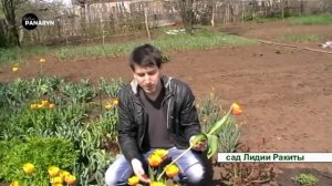 #тюльпан садоводство - ТЮЛЬПАНЫ СОРТОВЫЕ секрет высоких тюльпанов ПРИЁМЫ ФЛОРИСТИКИ УСАДЬБА #сад