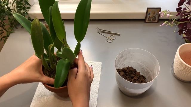 Орхидея Potinara Creation отцвела. Пересадка каттлеи. Субстрат для каттлеи. смотреть онлайн