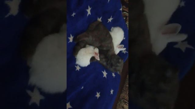 Пушок и пушинки смотреть онлайн