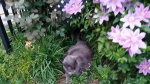 gray cat under clematis flower