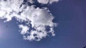 Голуби Cвердловские высоколётные. Первый сгон