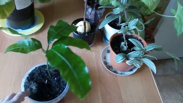 Небольшой обзор комнатных растений две новые пеларгонии. смотреть онлайн