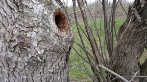 Пчелы живущие в дупле