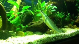 polypterus senegalus & delhezi