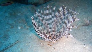 Tauchen in der Gassous Bay 2016 - Coral Sun Beach / Coral Garden Safaga - Ägypten