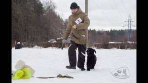 19 02 2022 г  Моя собака / Владимир и Рокси /Слалом с усложнениями