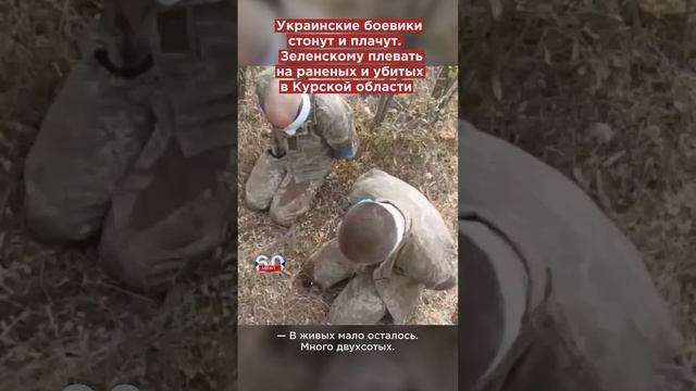 Украинские боевики стонут и плачут. Зеленскому плевать на раненых и убитых в Курской области #short