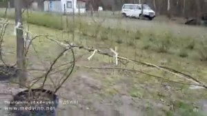 О подвязке ежевики и о сорте Дойл