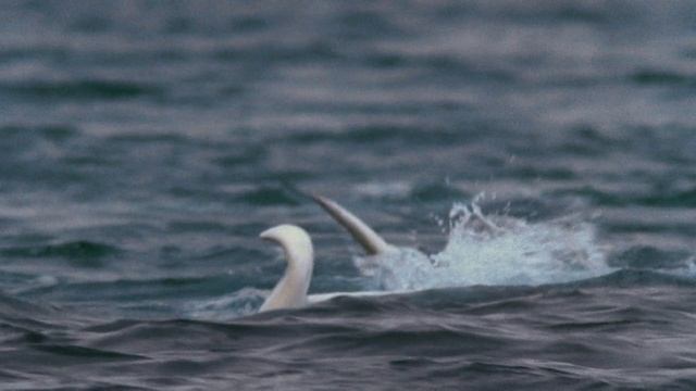 Голубая Планета: Моря Жизни 4 серия «Замёрзшие моря» (документальный сериал, 2001)