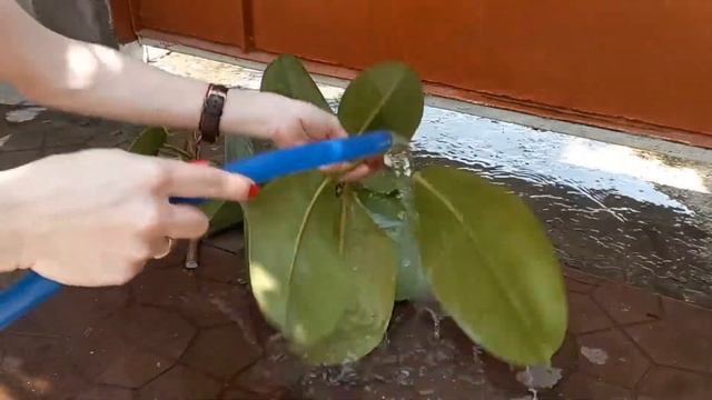 Омолаживание и размножение фикуса каучуконосного#хозяйничаемвместе #размножениерастений #фикусы