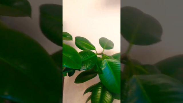 Каучуконосный фикус. Взрослое растение смотреть онлайн