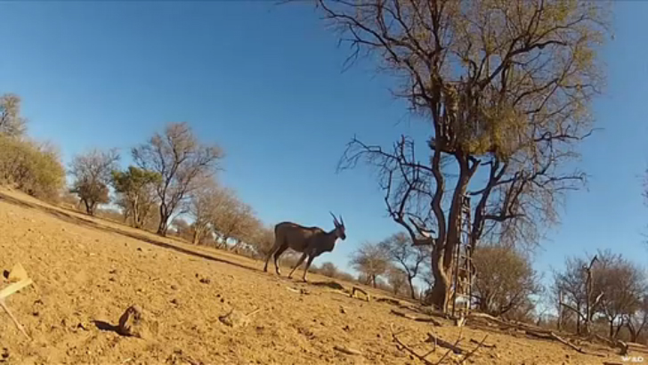 Chasse à la lance d'une antilope [Flokossama] смотреть онлайн