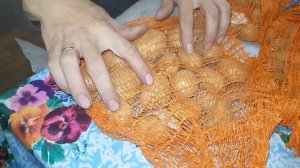 Картофель мини клубни где заказать!