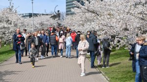 В Вильнюсе зацвела сакура