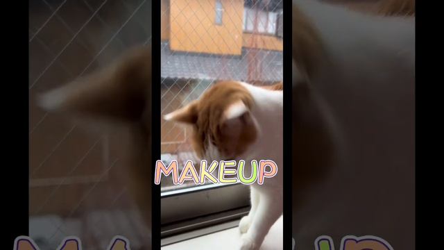 つくしの目ヤニを拭き取ってあげるメイクアップ動画です！#猫動画 #メイク #MAKEUP #cat #catlover
